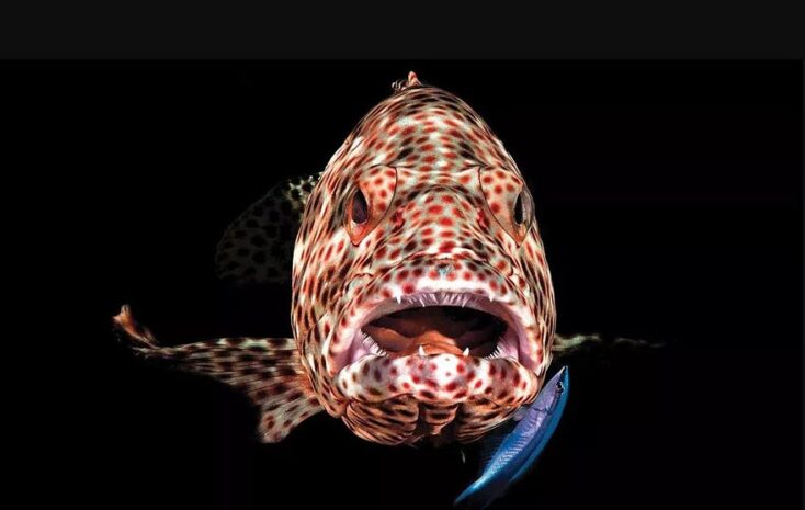 Νικητές των 14ων βραβείων του περιοδικού Scuba Diving