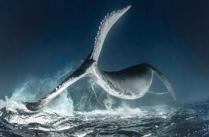 Νικητές των 14ων βραβείων του περιοδικού Scuba Diving