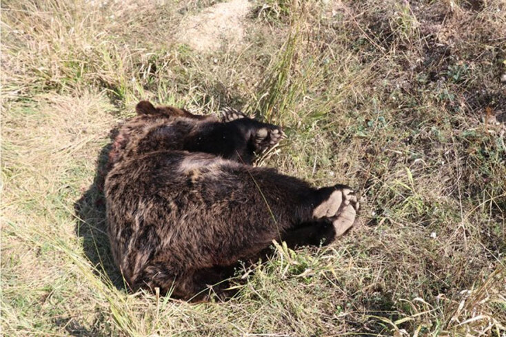 Φλώρινα: Η καφέ αρκούδα που εντοπίστηκε νεκρή από πυροβολισμό στην Πρέσπα