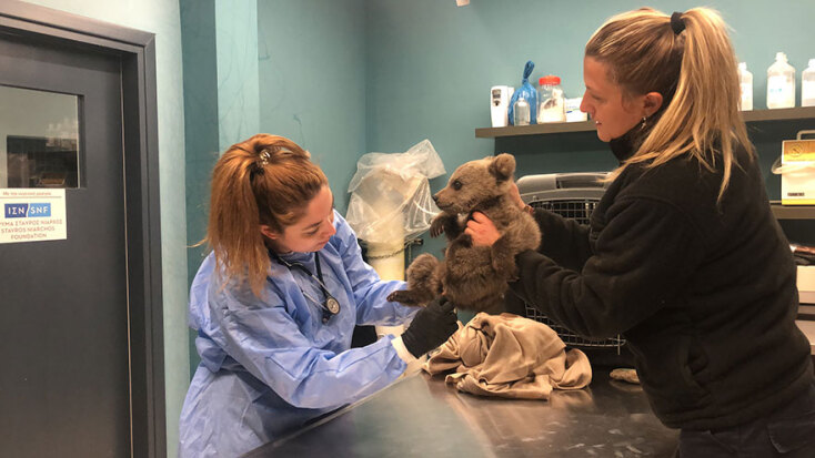 Ο Αρκτούρος θα φροντίσει τον Θωμά, το αρκουδάκι «survivor», για έναν χρόνο περίπου πριν αφεθεί και πάλι ελεύθερο στη φύση