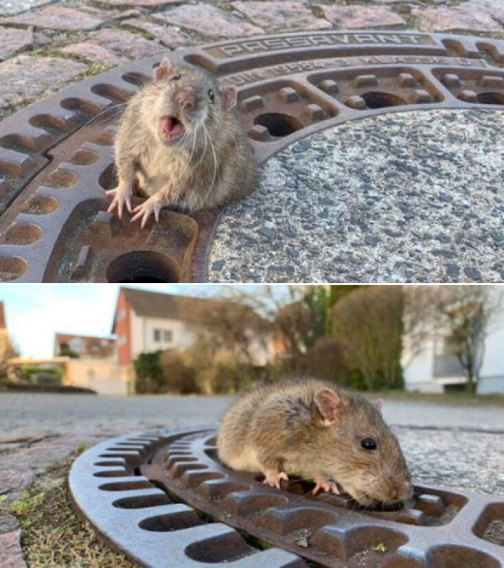 Διάσωση αρουραίου στη Γερμανία