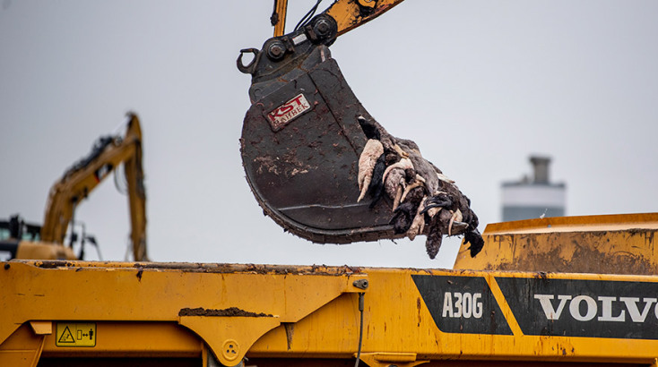 Δανία - Covid-19: Μαζική θανάτωση εκατομμυρίων μινκ