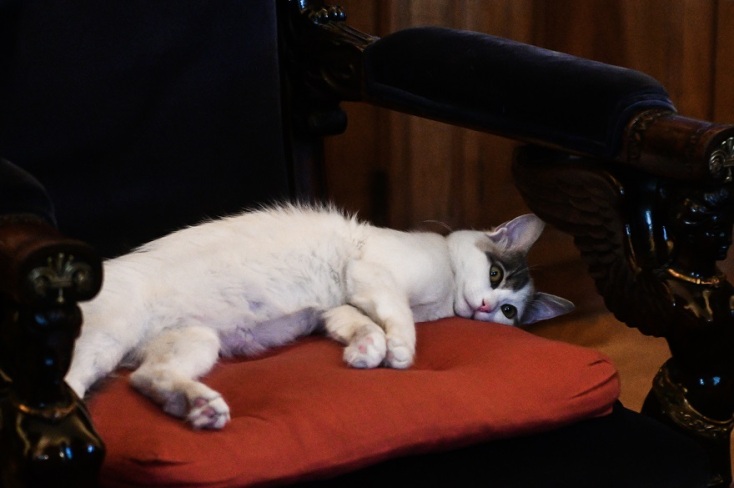 Η Καλυψώ, η γάτα που υιοθέτησε η Πρόεδρος της Δημοκρατίας