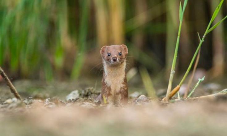 Βραβείο για τη νυφίτσα που κοιτά κατάματα το φακό