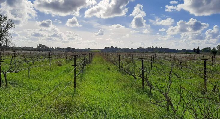 Τα αμπέλια του Foivos Wines