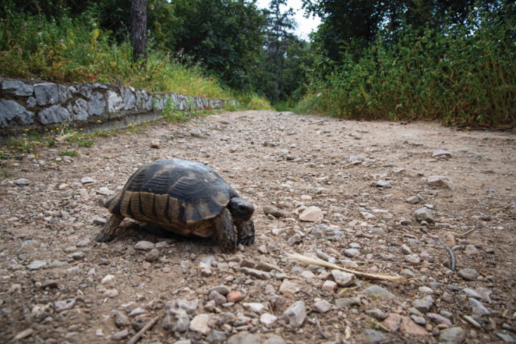 Φωτογραφία μιας χελώνας στην Ακρόπολη.