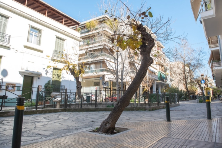 Ξυλότριχος