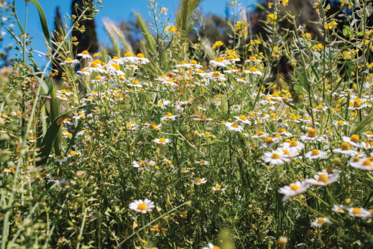 Φωτογραφία από τη χλωρίδα της Ακρόπολης.