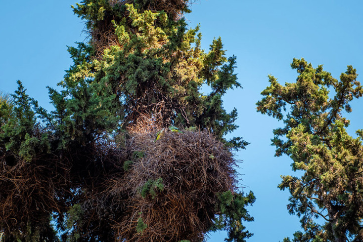 Φωλιά παπαγάλων στον Εθνικό Κήπο