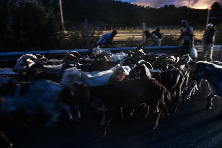 Πύρινο μέτωπο στις Αφίδνες - Απομακρύνονται πολίτες και ζώα 