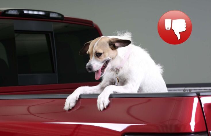 Συμβουλές για την ασφάλεια των κατοικιδίων όταν ταξιδεύουν με αυτοκίνητο.