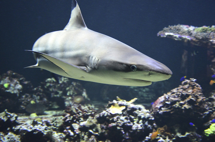 blacktip-1294753_1920.jpg