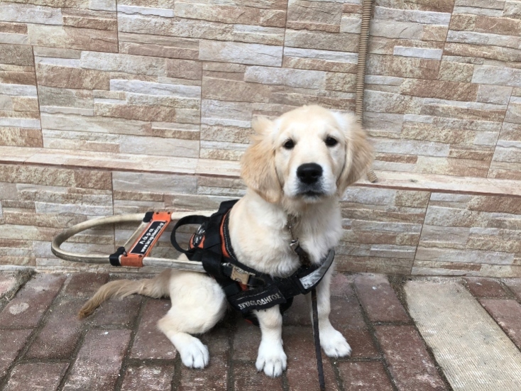 Βοήθησε ένα σκυλάκι να γίνει οδηγός τυφλών