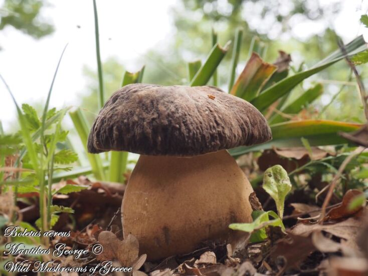 Boletus aereus - Βωλίτης ο χάλκειος