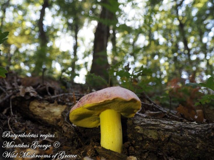 Butyriboletus regius - Βουτυροβωλίτης ο βασιλικός