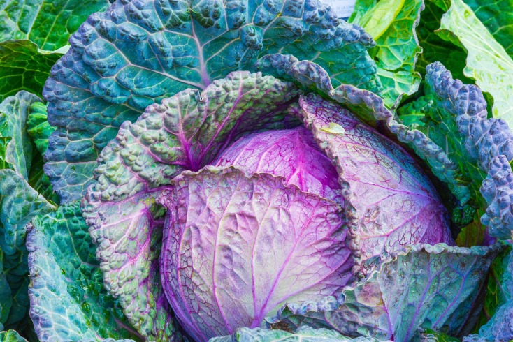 cabbage-1078163_1920.jpg