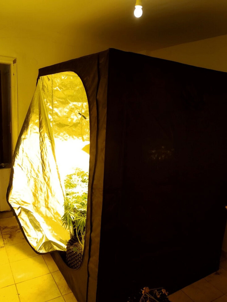 cannabis-house-thessaloniki.jpg