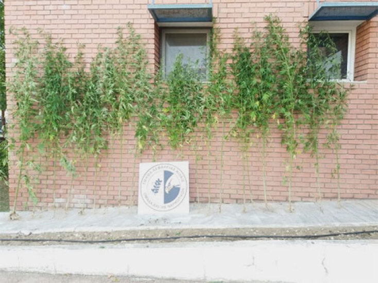 Δενδρύλλια κάνναβης