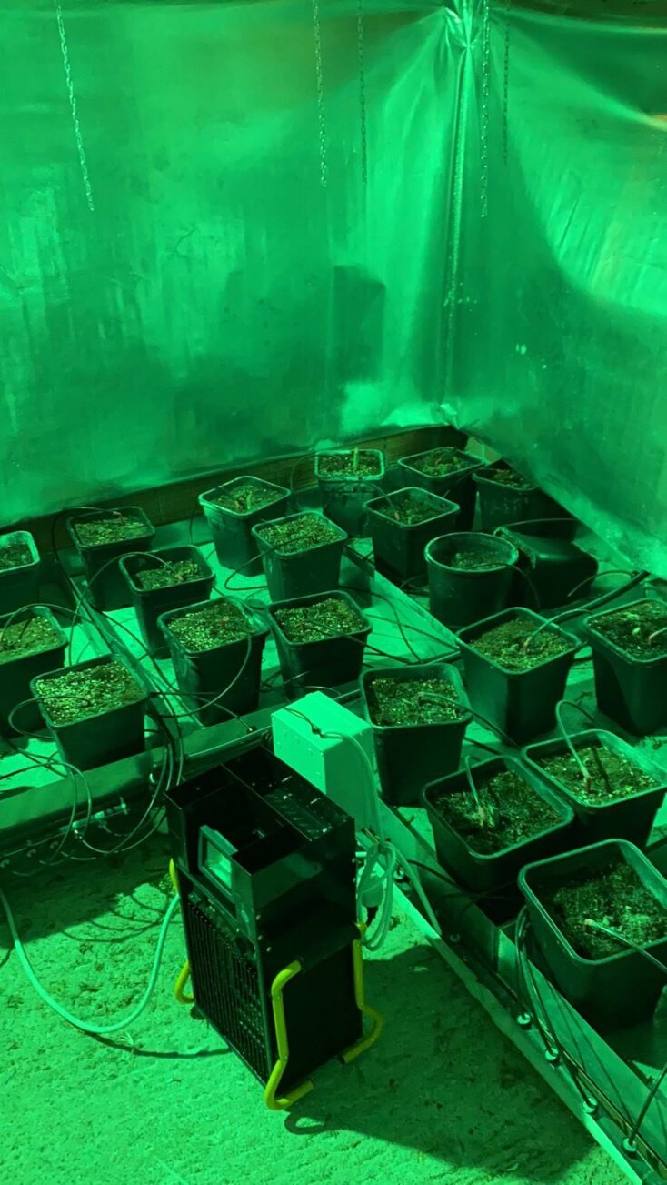 Αθήνα: Κύκλωμα γέμισε σπίτια με 350 δενδρύλλια κάνναβης