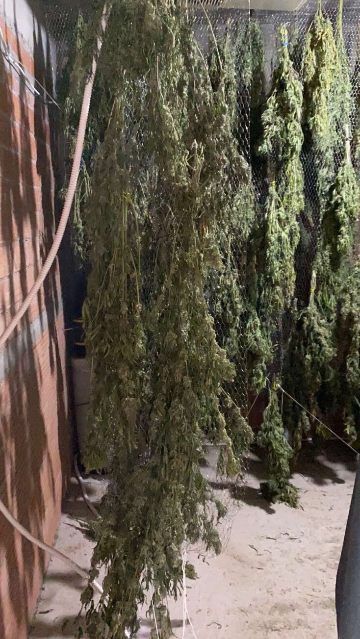 Αθήνα: Κύκλωμα γέμισε σπίτια με 350 δενδρύλλια κάνναβης