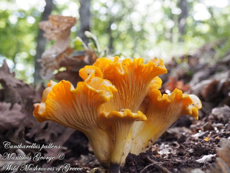 Cantharellus pallens - Κανθαρέλα - Κανθαρίσκος