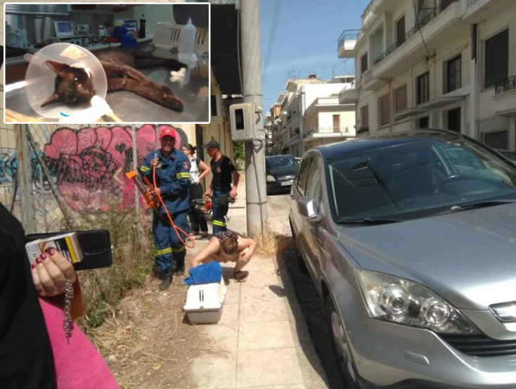 Οδηγός στην Πάτρα πάρκαρε πάνω σε γάτα που κοιμόταν στον δρόμο