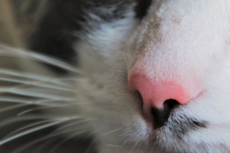 cat_1.5_cat_nose.jpg