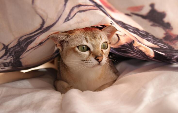 cat in linen