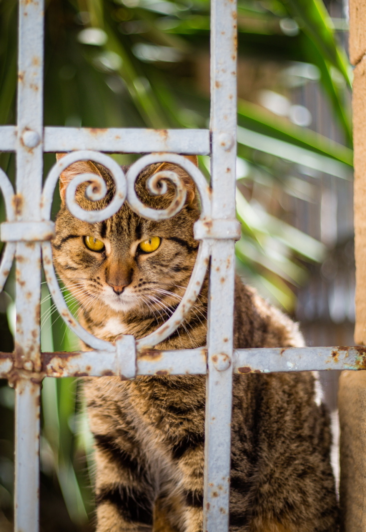Γάτες φωτογράφος Γιώργος Βερναδάκης