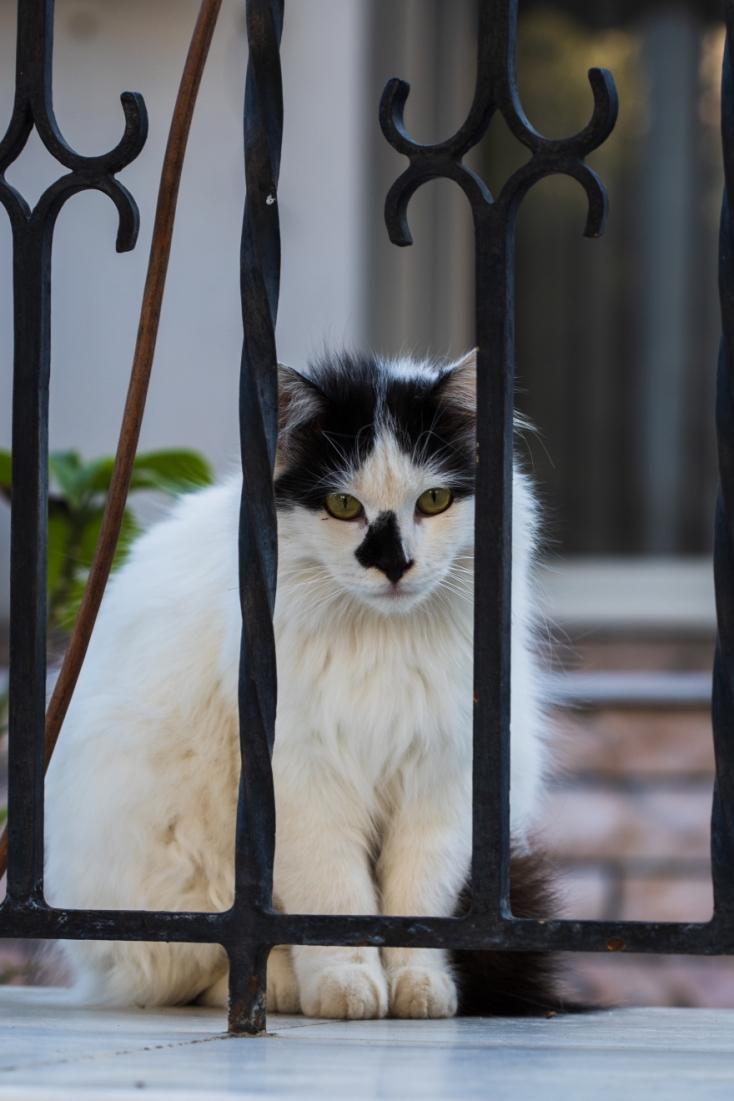 Γάτες φωτογράφος Γιώργος Βερναδάκης