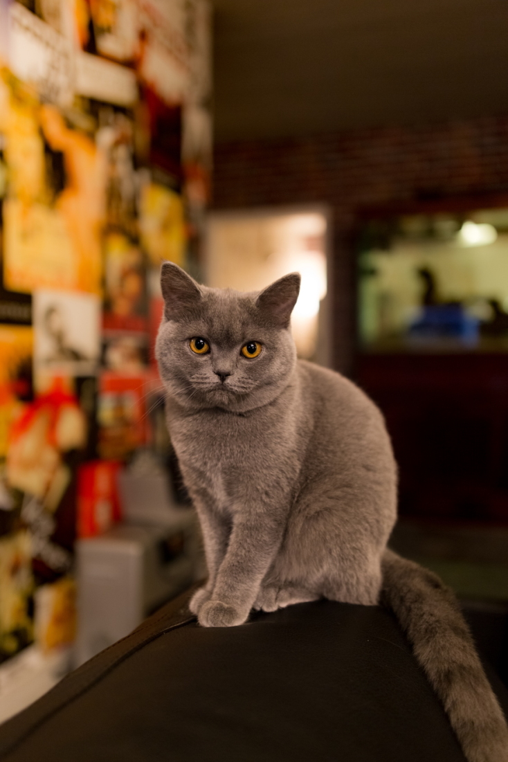 Γάτες φωτογράφος Γιώργος Βερναδάκης