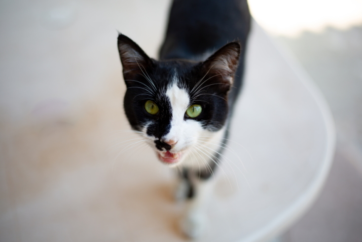 Γάτες φωτογράφος Γιώργος Βερναδάκης