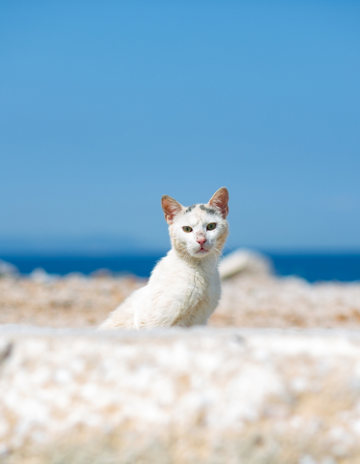 Γάτες φωτογράφος Γιώργος Βερναδάκης