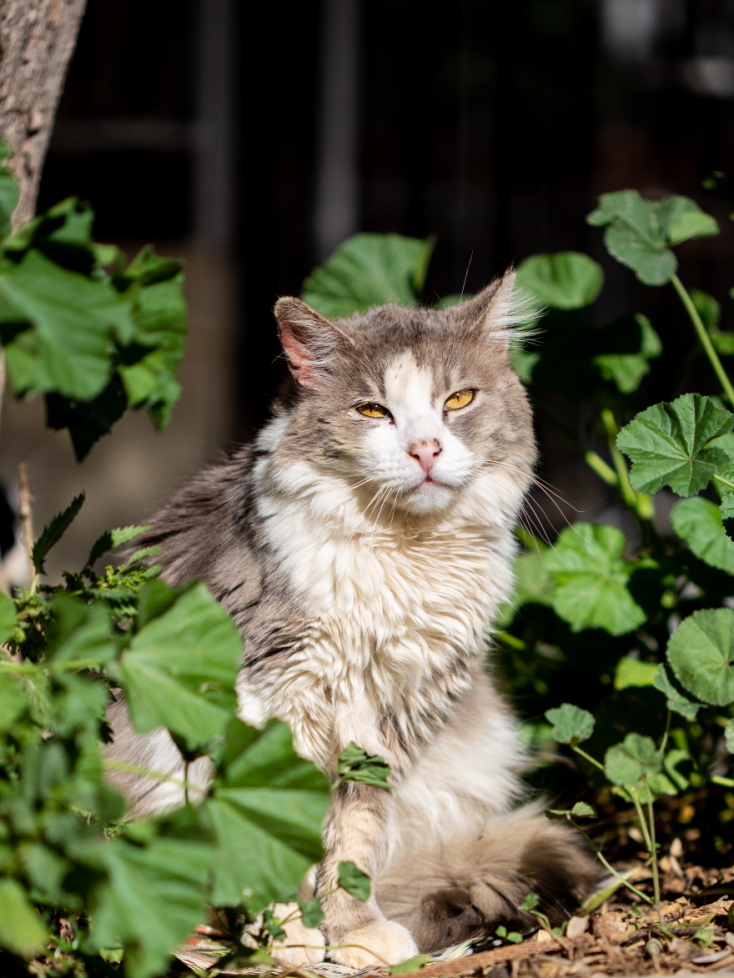 Γάτες φωτογράφος Γιώργος Βερναδάκης
