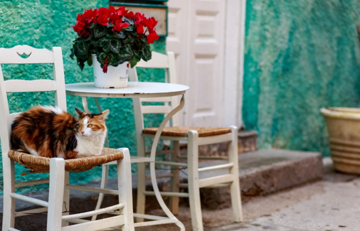 Γάτες φωτογράφος Γιώργος Βερναδάκης