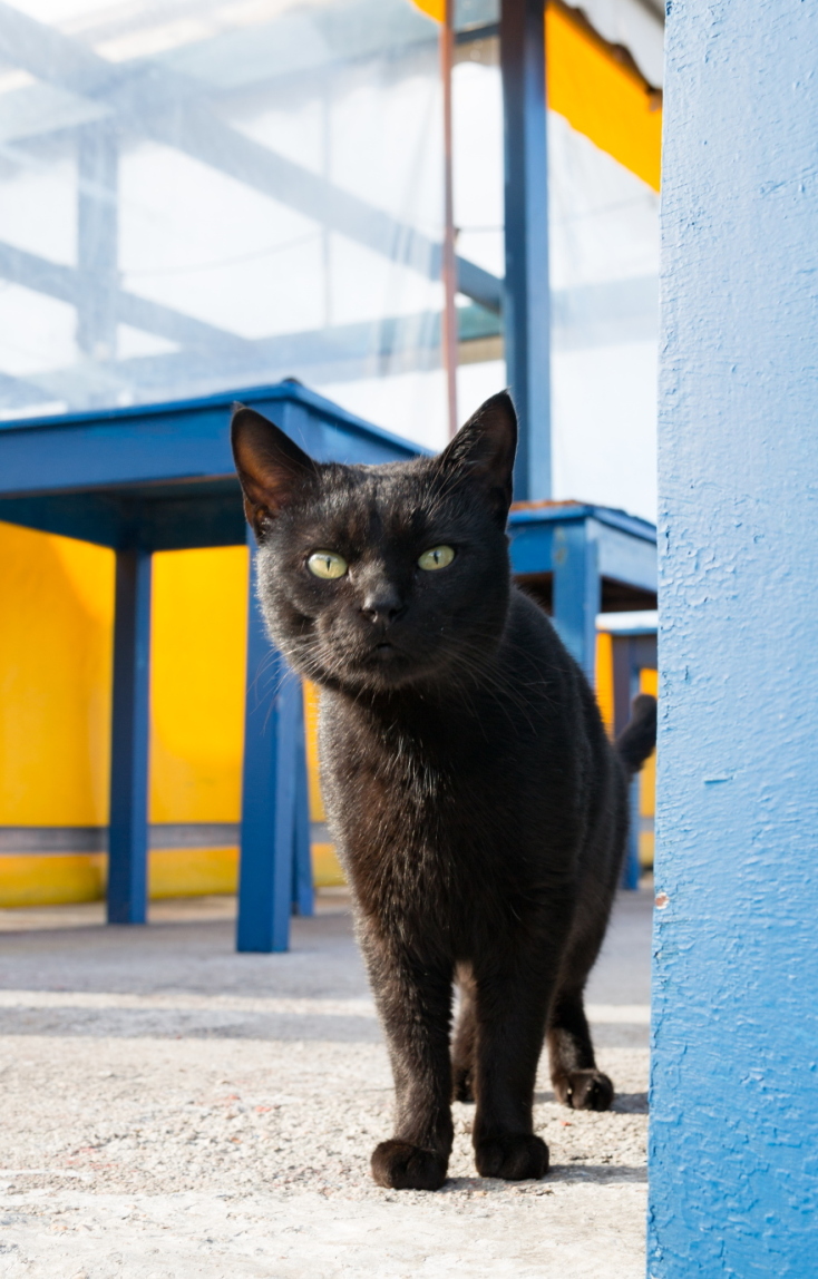 Γάτες φωτογράφος Γιώργος Βερναδάκης