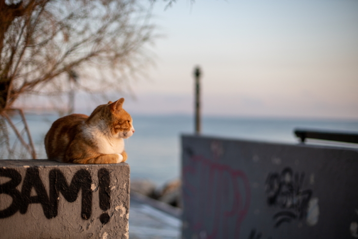 Γάτες φωτογράφος Γιώργος Βερναδάκης
