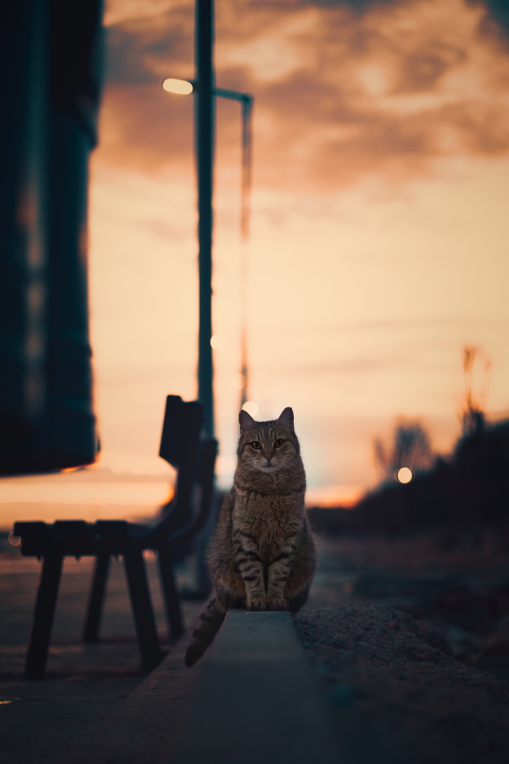 Γάτες φωτογράφος Γιώργος Βερναδάκης