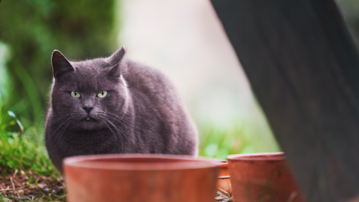 Γάτες φωτογράφος Γιώργος Βερναδάκης