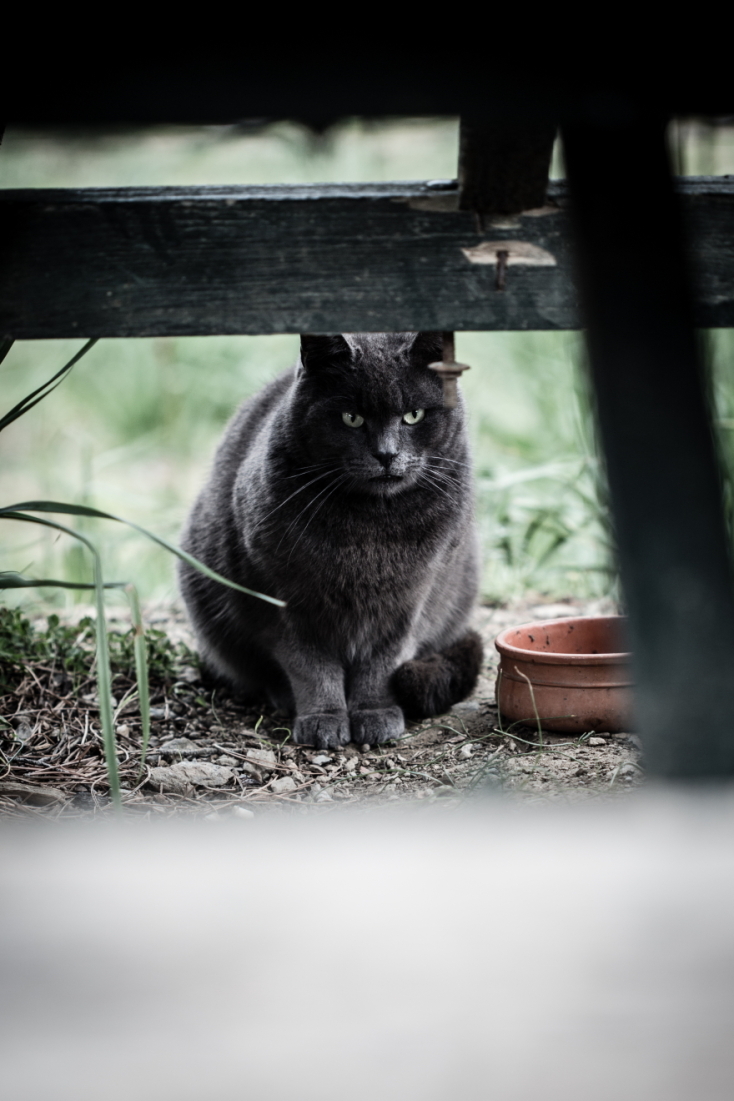 Γάτες φωτογράφος Γιώργος Βερναδάκης