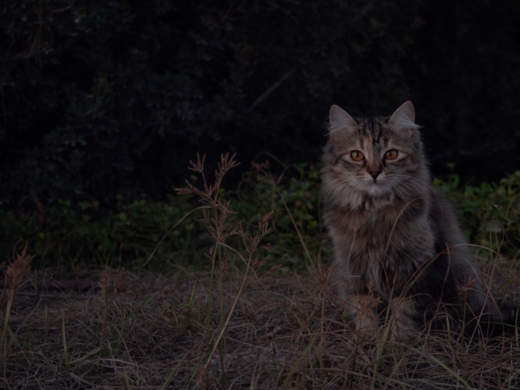 Γάτες φωτογράφος Γιώργος Βερναδάκης