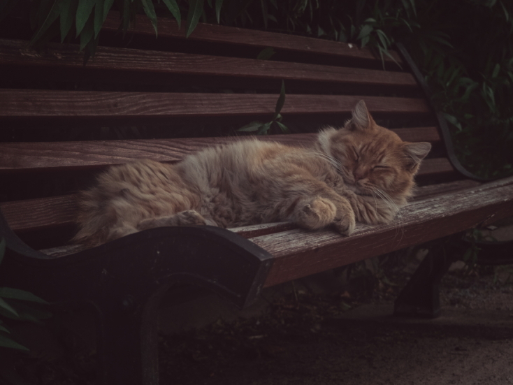 Γάτες φωτογράφος Γιώργος Βερναδάκης