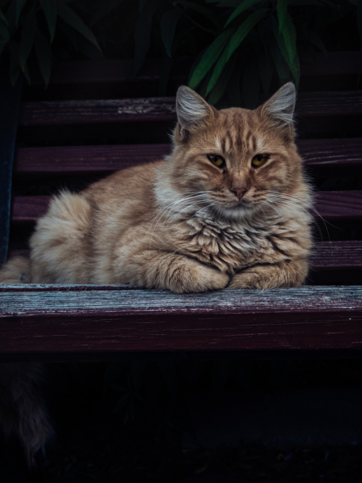 Γάτες φωτογράφος Γιώργος Βερναδάκης