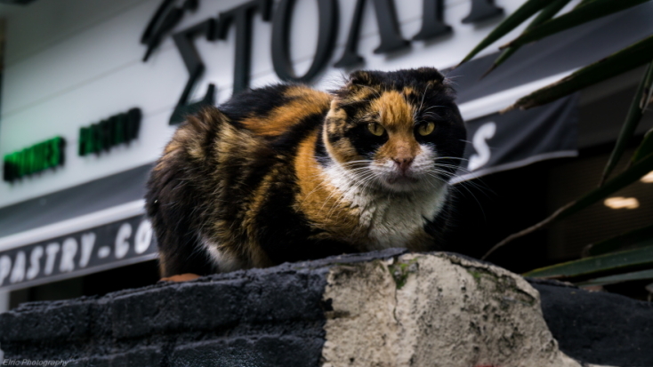 Γάτες φωτογράφος Γιώργος Βερναδάκης