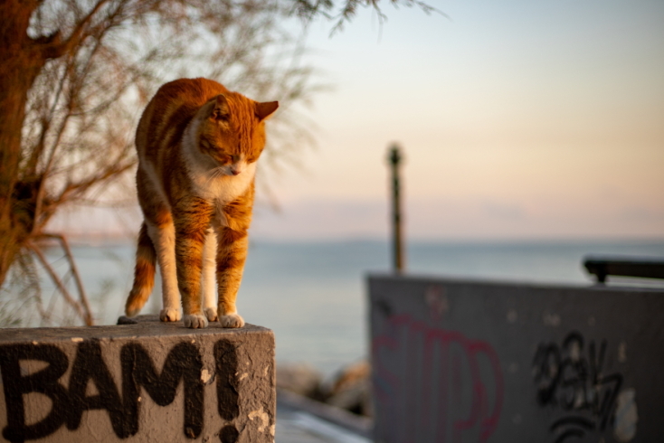 Γάτες φωτογράφος Γιώργος Βερναδάκης