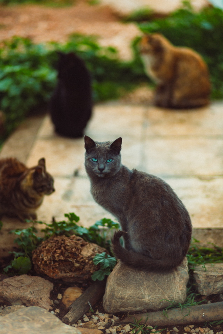 Γάτες φωτογράφος Γιώργος Βερναδάκης