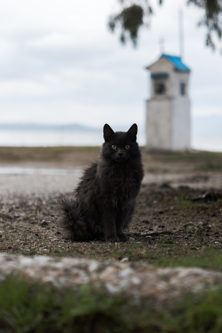 Γάτες φωτογράφος Γιώργος Βερναδάκης