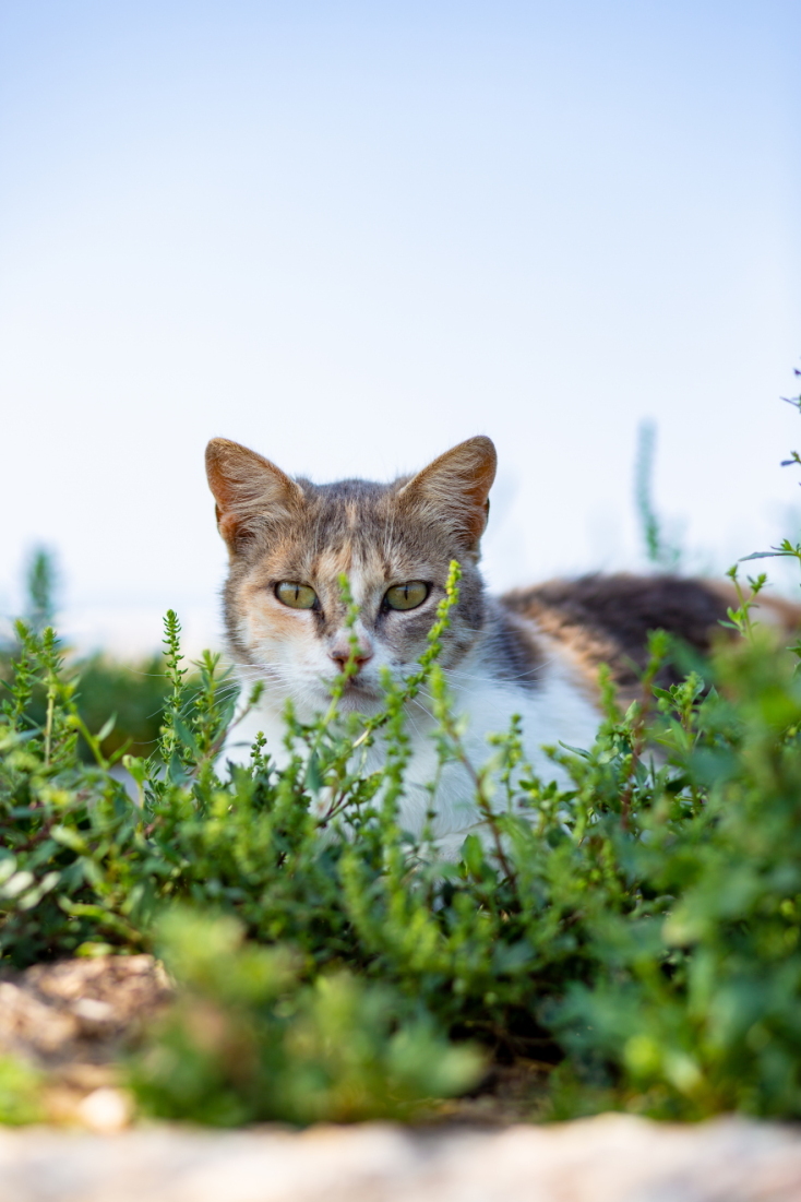 Γάτες φωτογράφος Γιώργος Βερναδάκης