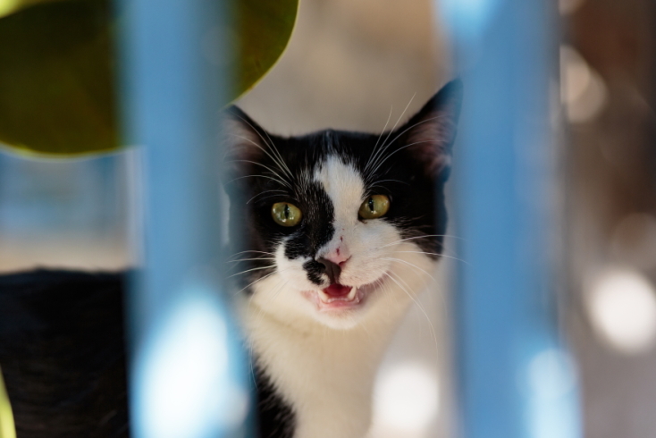 Γάτες φωτογράφος Γιώργος Βερναδάκης