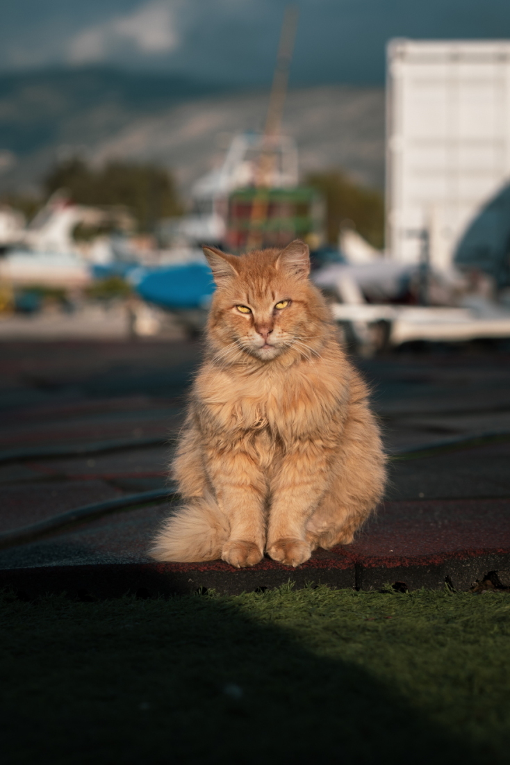 Γάτες φωτογράφος Γιώργος Βερναδάκης